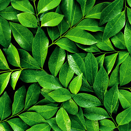 Tea tree leaves
